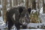 Wild Boar
