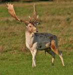 Fallow Deer