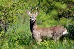 Row Buck Deer