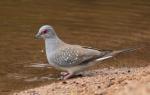 Turtle Dove