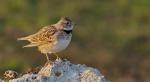 Lark