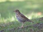 Mistletoe Thrush