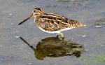 Snipe Bird