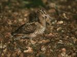 Woodcock