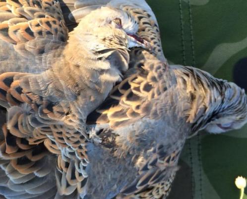 Quail,dove,turtle dove,wild dove hunting