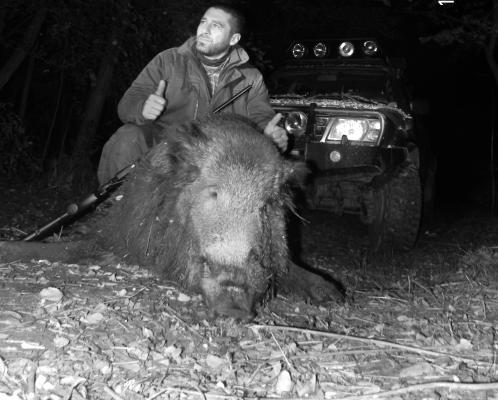 Wild boar hunting