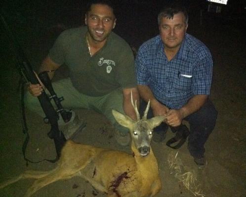 Roebuck Deer 